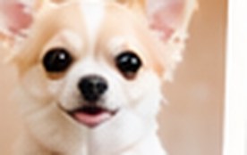 チワワのトリミング事例