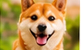 柴犬のトリミング事例